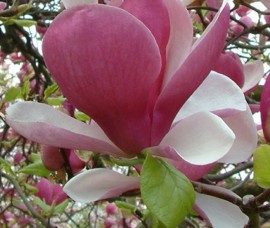 Magnolia Rustica Rubra C3